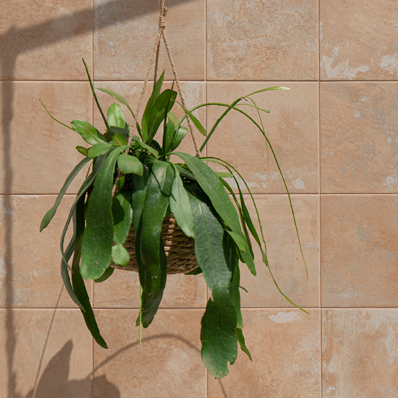 Una planta verde cuelga en una canasta tejida, proyectando sombras sobre una pared de azulejos beige iluminada por el sol, crean