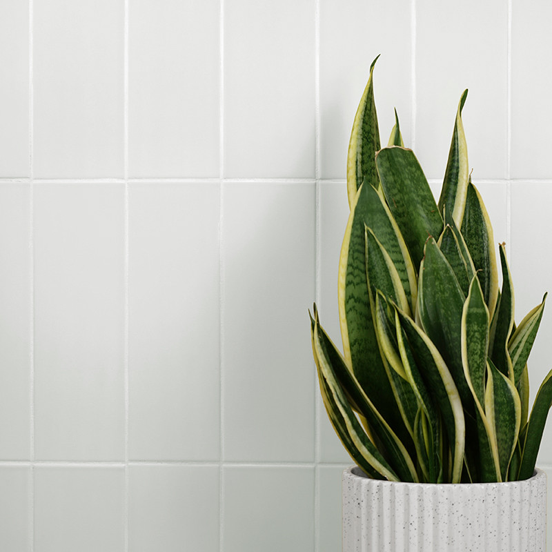 Una planta de serpiente abigarrada se alza en una maceta blanca texturizada, sobre un fondo de azulejos de color gris claro.