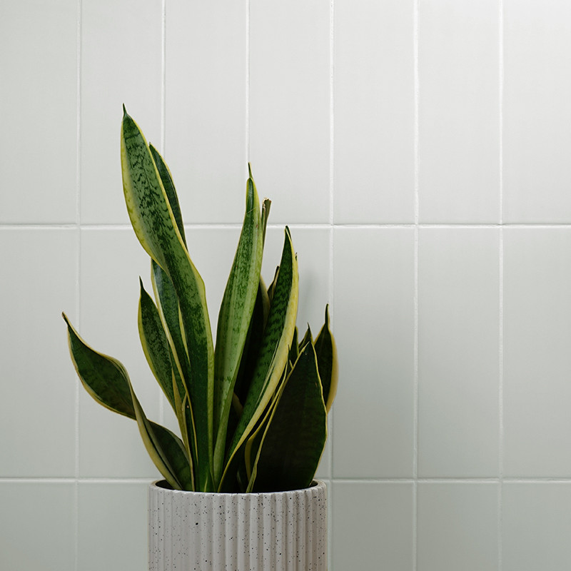 A potted snake plant stands upright in a ribbed white planter against a backdrop of glossy, rectangular white tiles.