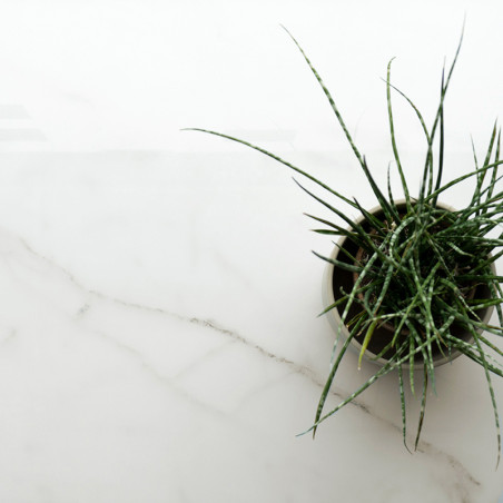 Um pequeno vaso de planta com folhas verdes pontiagudas fica sobre uma superfície lisa de mármore branco com veios sutis. Um pequeno vaso de planta com folhas verdes pontiagudas fica sobre uma superfície lisa de mármore branco com veios sutis.