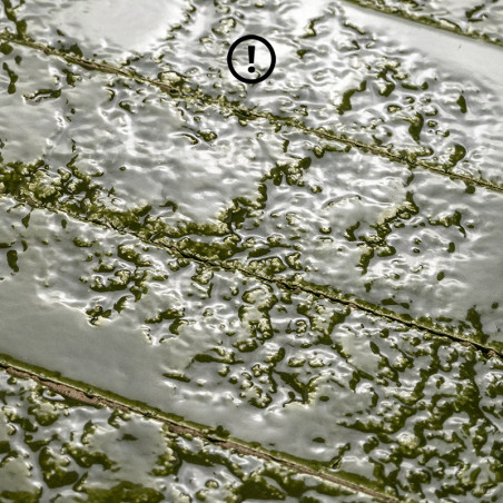 Bahia-26 Vert